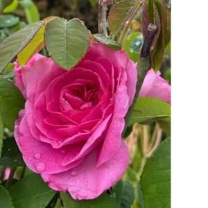 Meet your Posher, Zahra